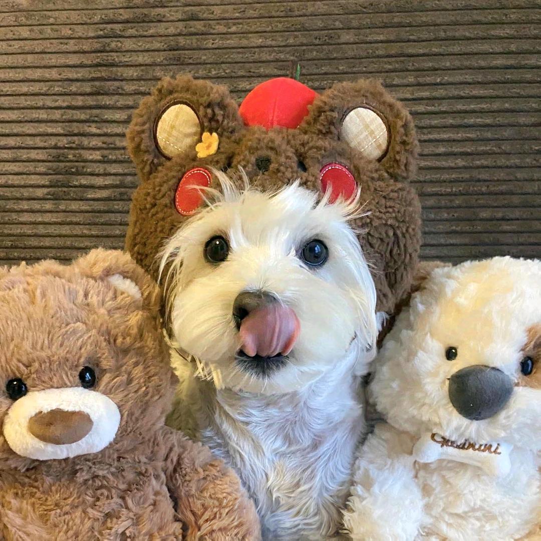 吃曲奇的胖丁💓