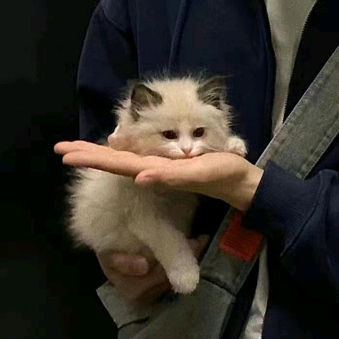 芋圆葡萄1.0