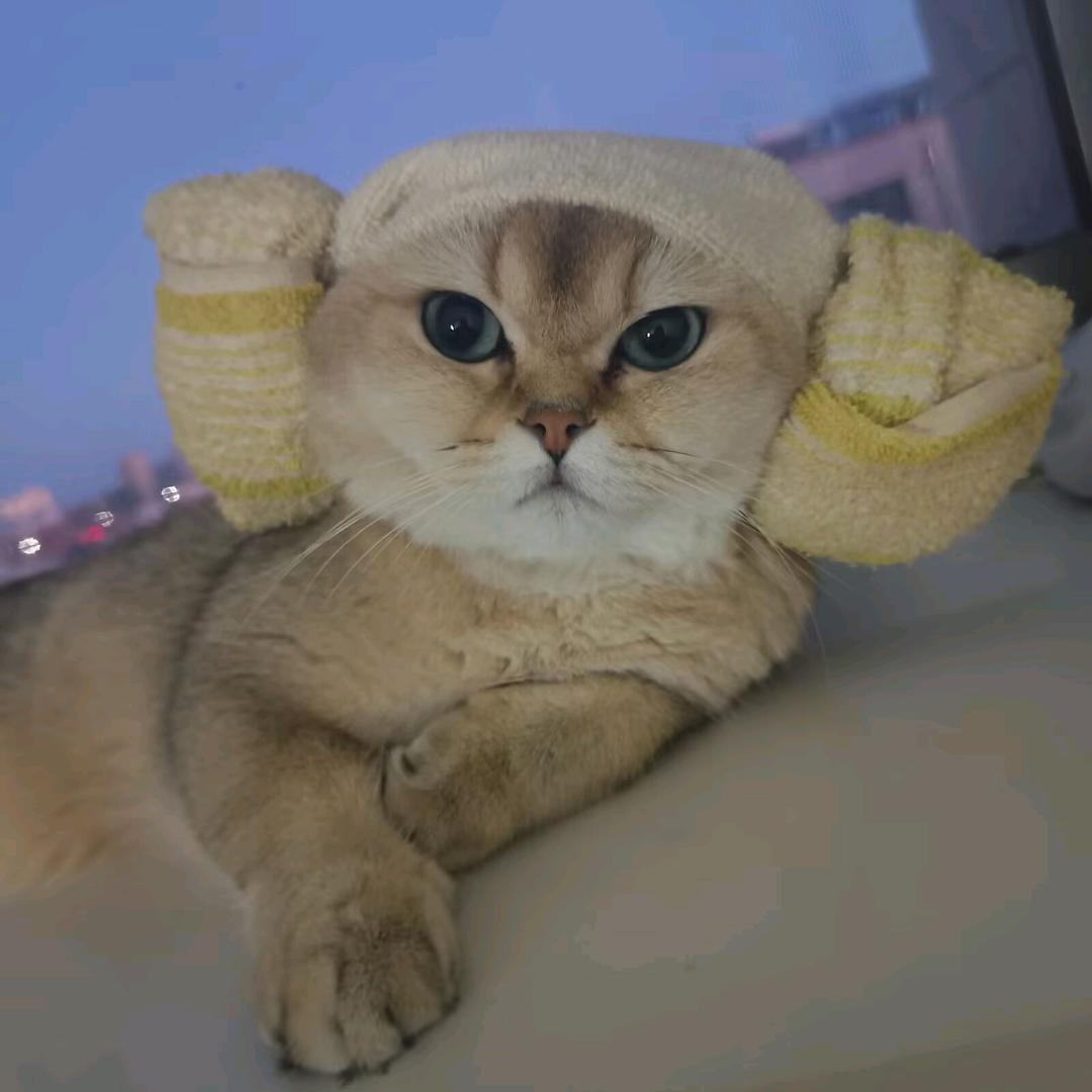 阿不不不是拉布布