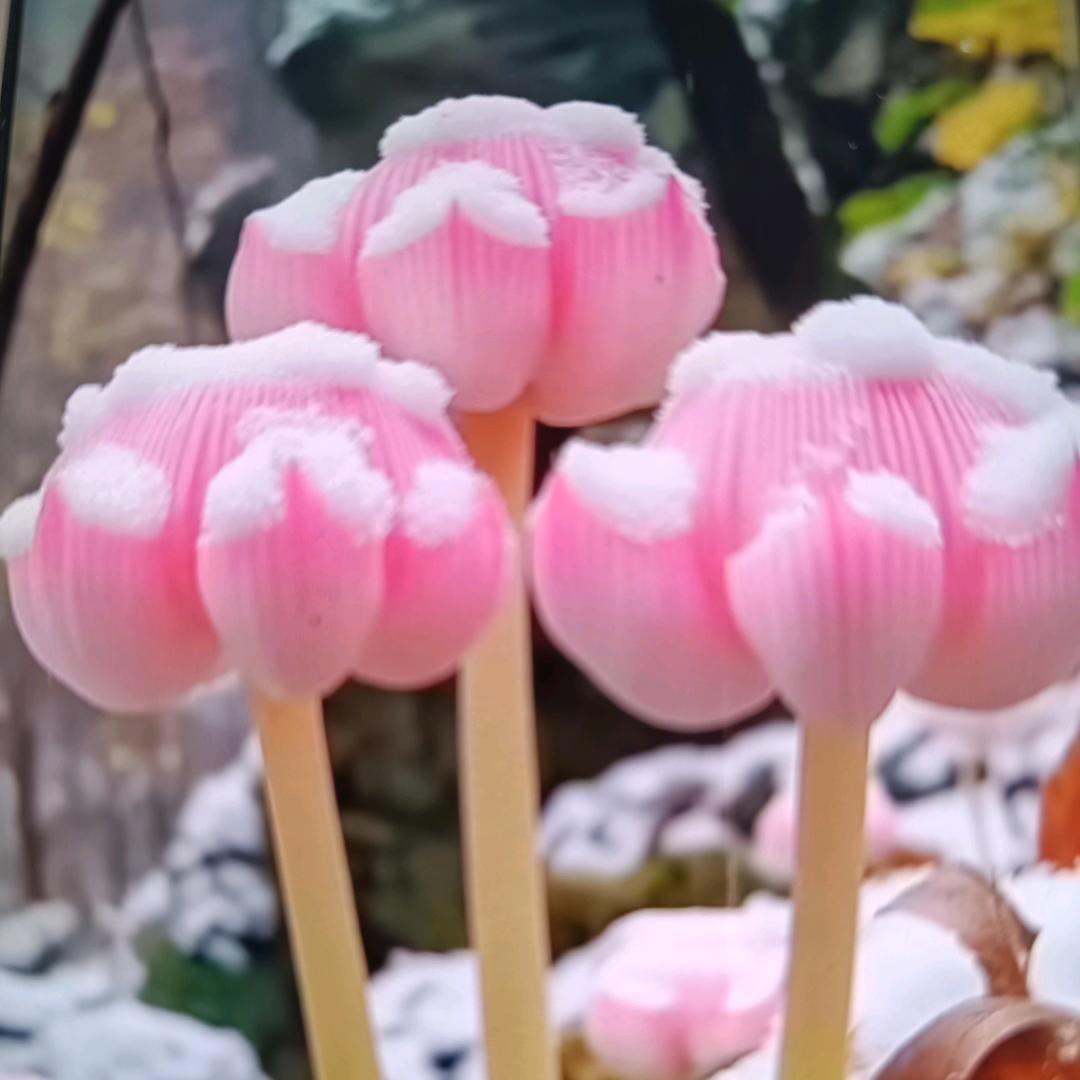 龙盛农业技术