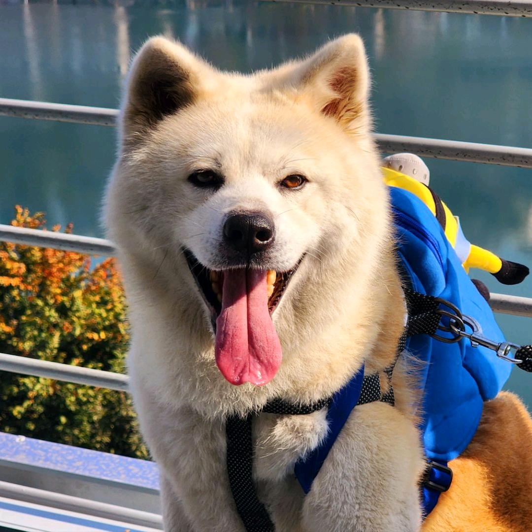 陪你弹琴的贝壳