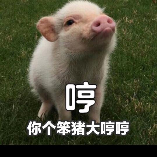 大笨猪