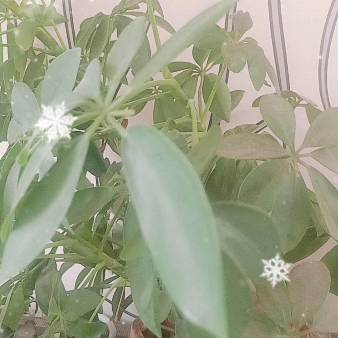 洁
