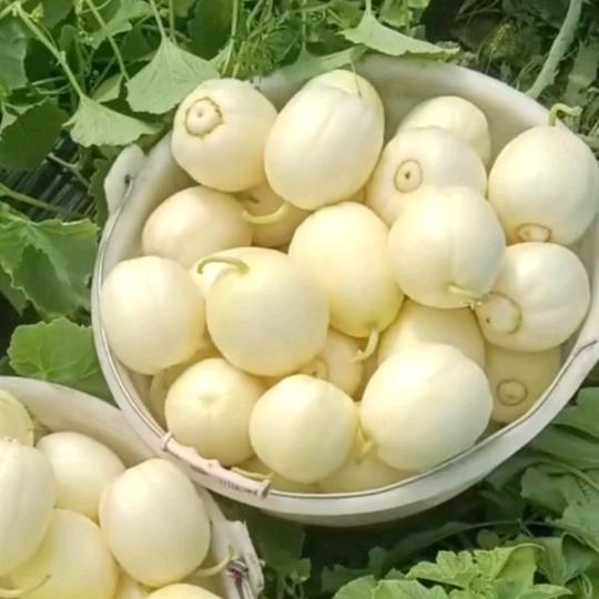 ⁵²⁰ 💋˶⍤⃝ོ℘₁₃₁₄