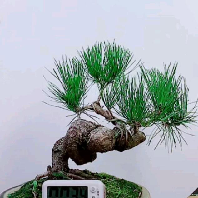 名轩起名