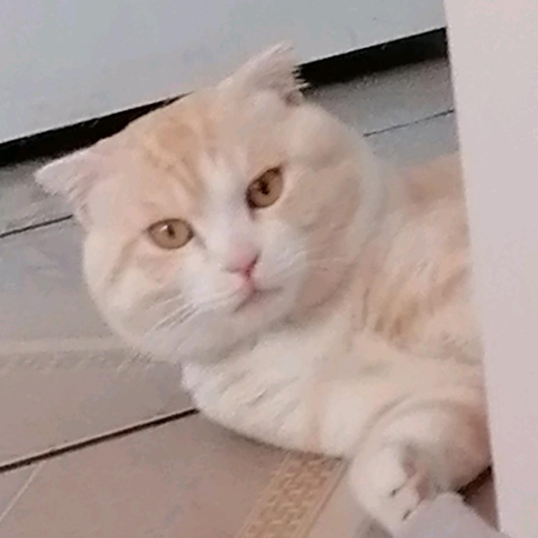 麦克阿瑟
