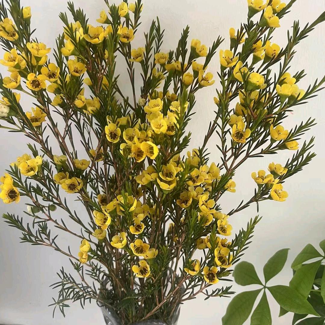 🌟无忧草🍓
