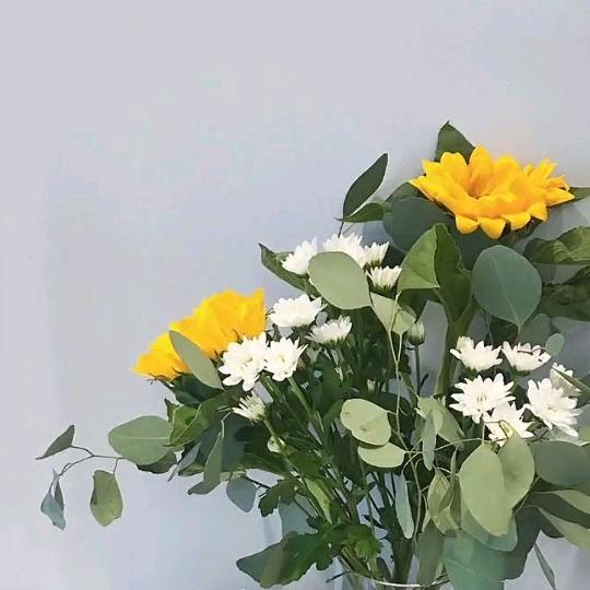 夏虫儿
