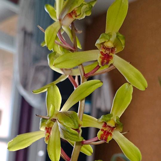 杨漩，段二娃！