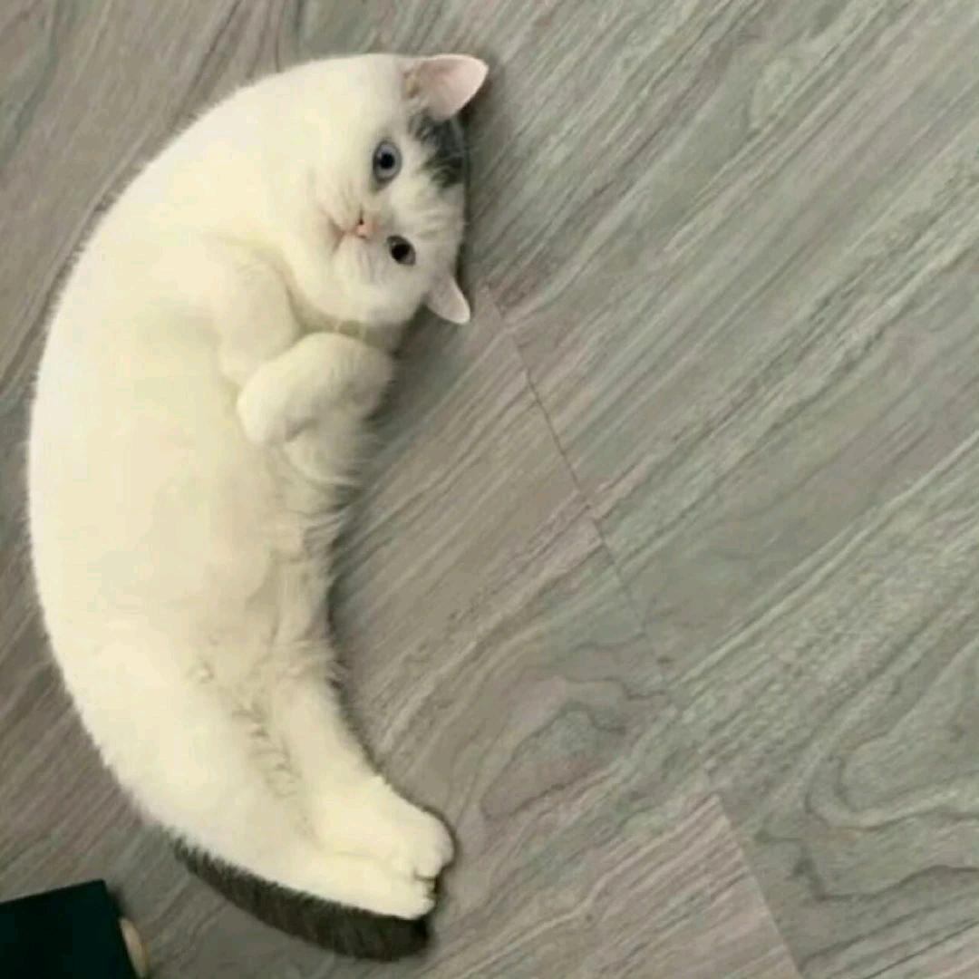橙子是唯一