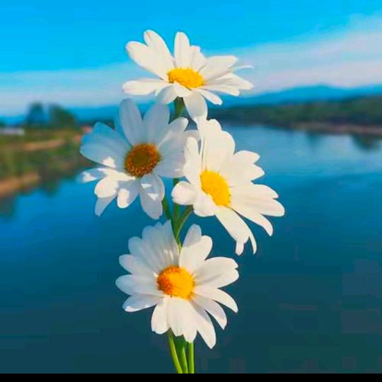 陌上花开