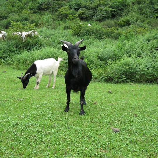 李小羊(羊肉)