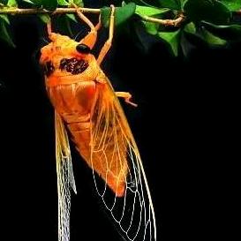 菏泽定陶区鸿磊金蝉养殖有限公司，