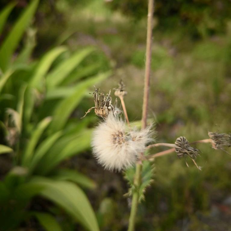 别低头👑会掉😜