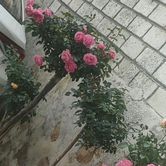 心伤