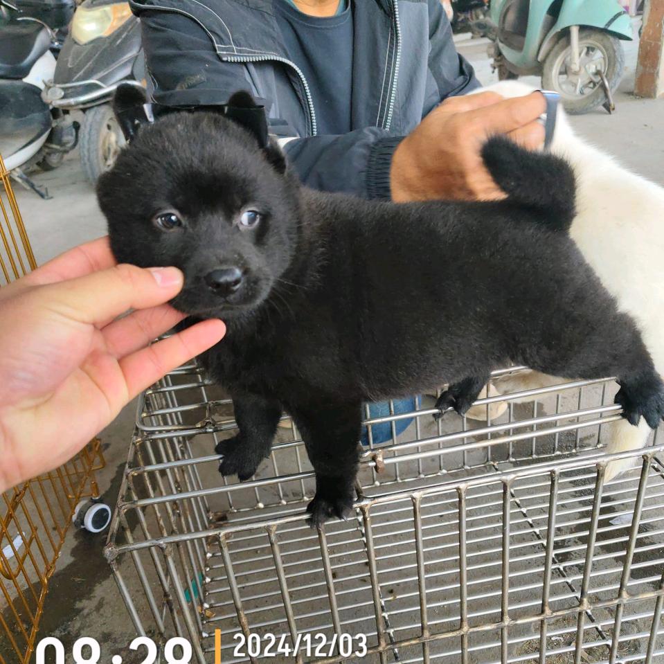 玉林田园犬（代淘）