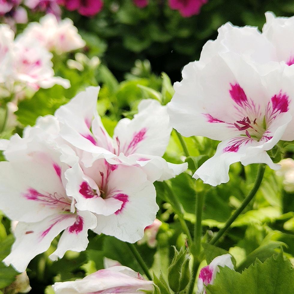 像雾像雨又像风