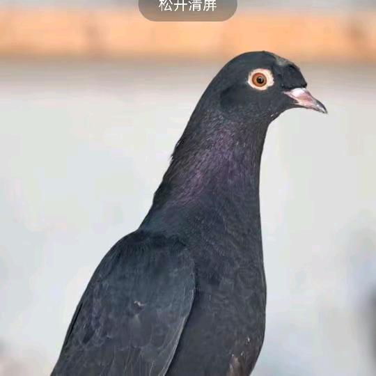 sawda