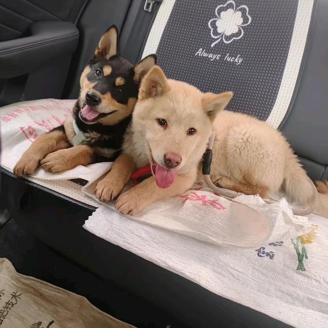 土狗玩家十三先生