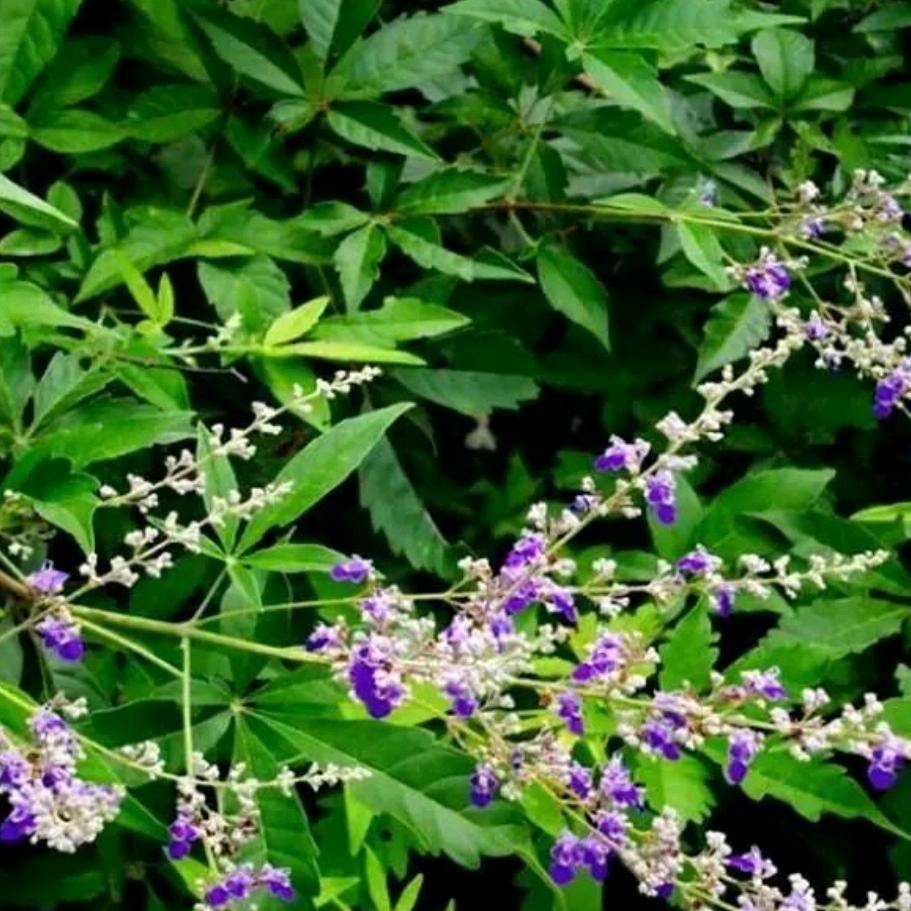 太行山蜂蜜特产