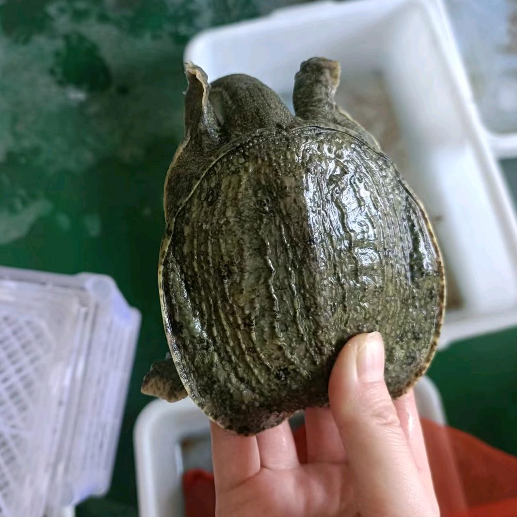 小胡养甲鱼乌龟