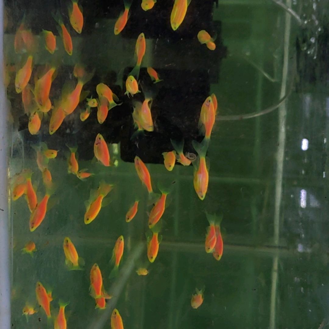 惠州观赏鱼养殖