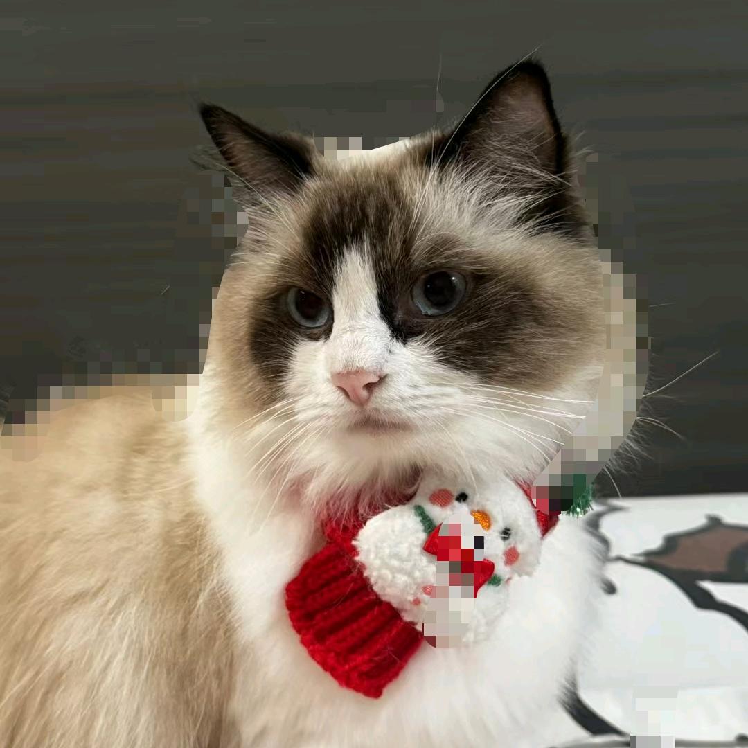 猫咖爱玩小游戏