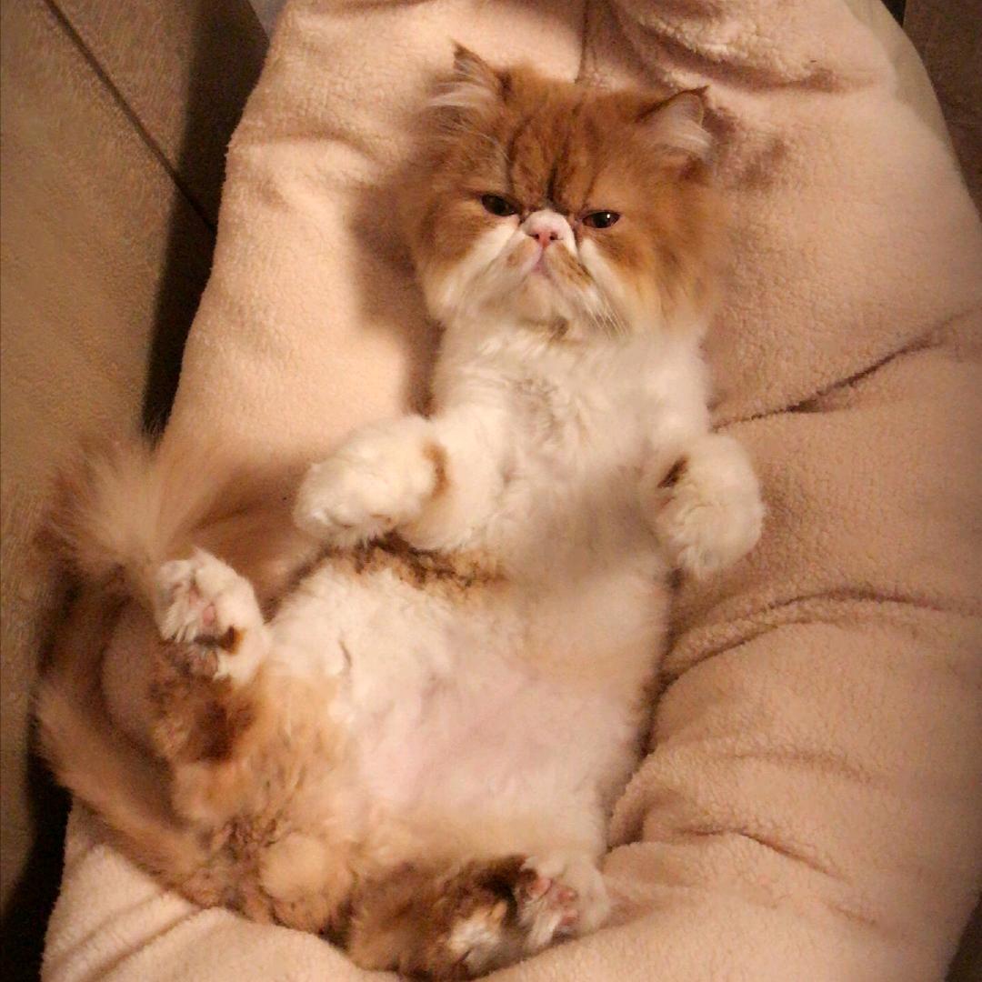 一只羊的梦想🌈