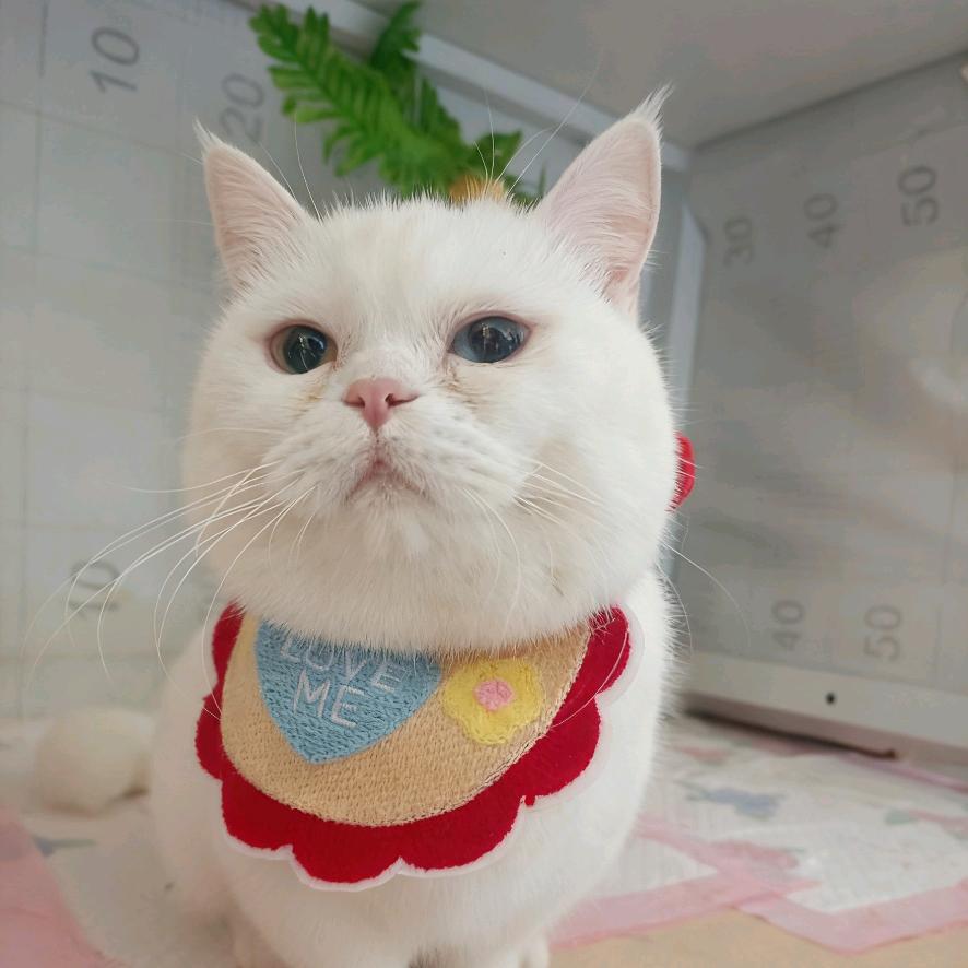 路小贝