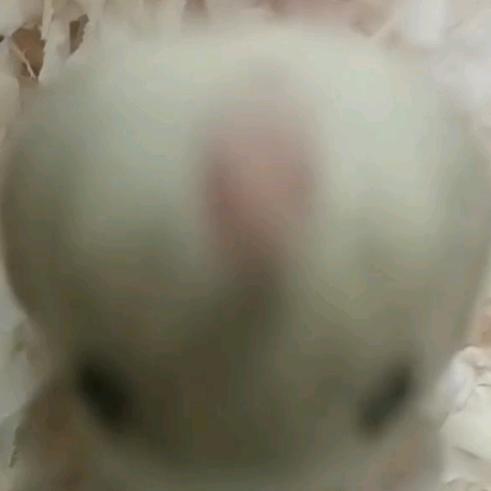 请叫我豆豆～