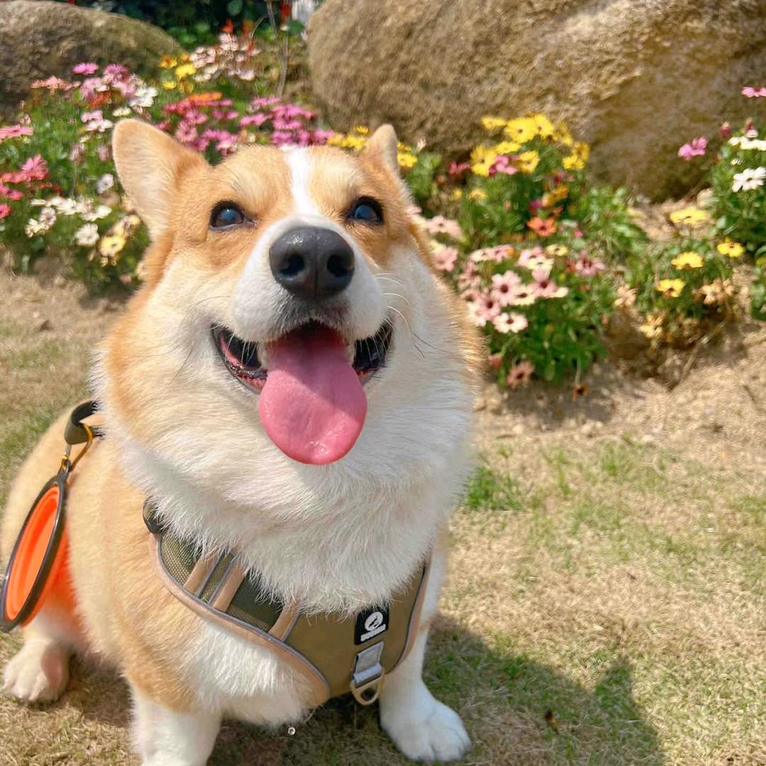 合肥爱宠托管班