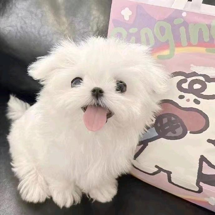 包子