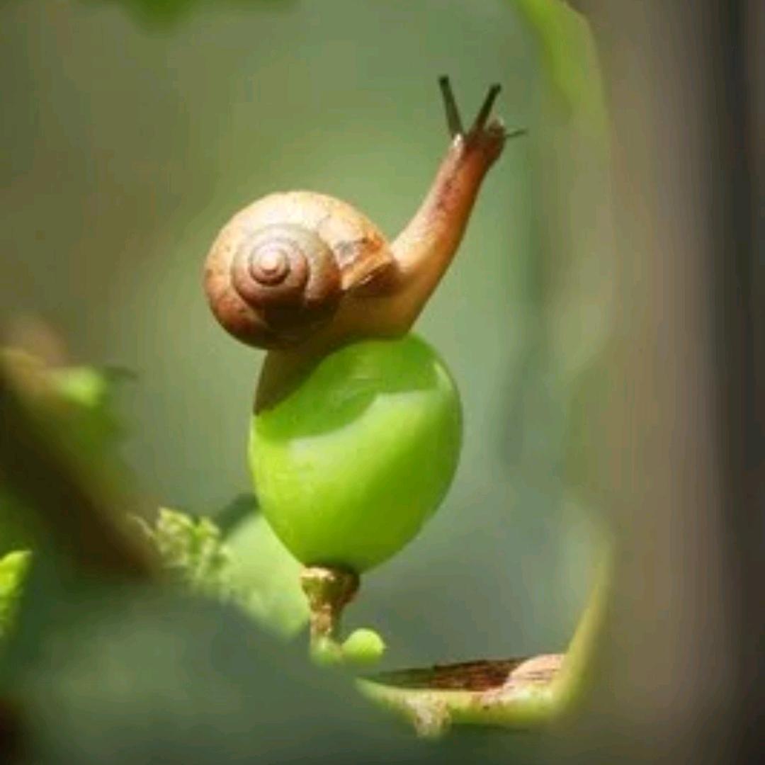 蜗牛还小