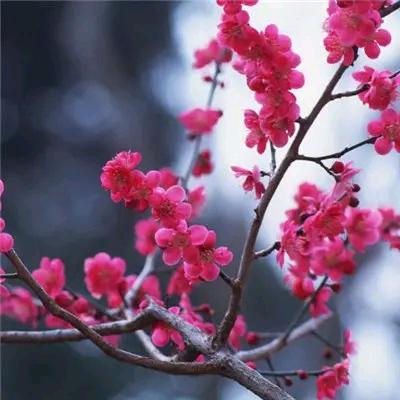 嘉庆年间