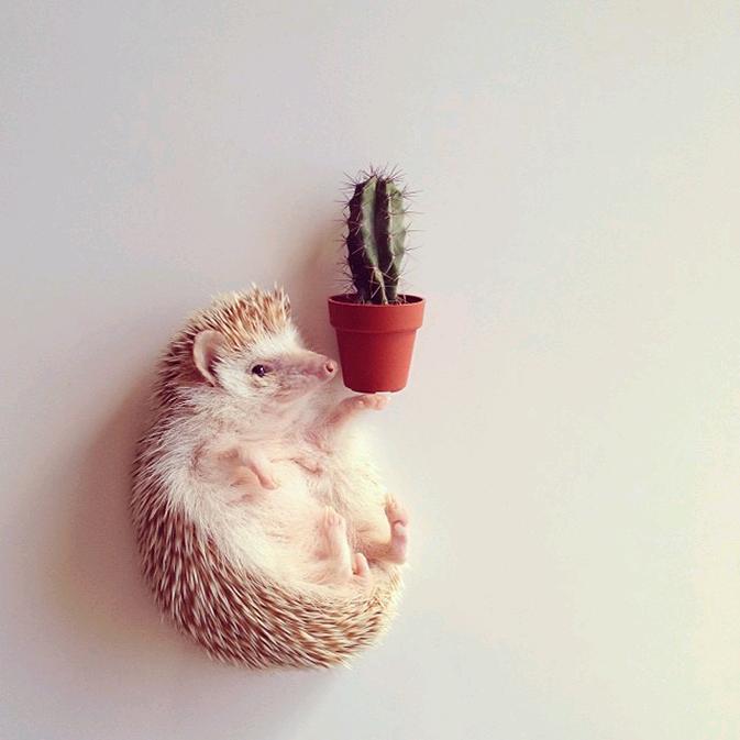 এ᭄刺猬࿐