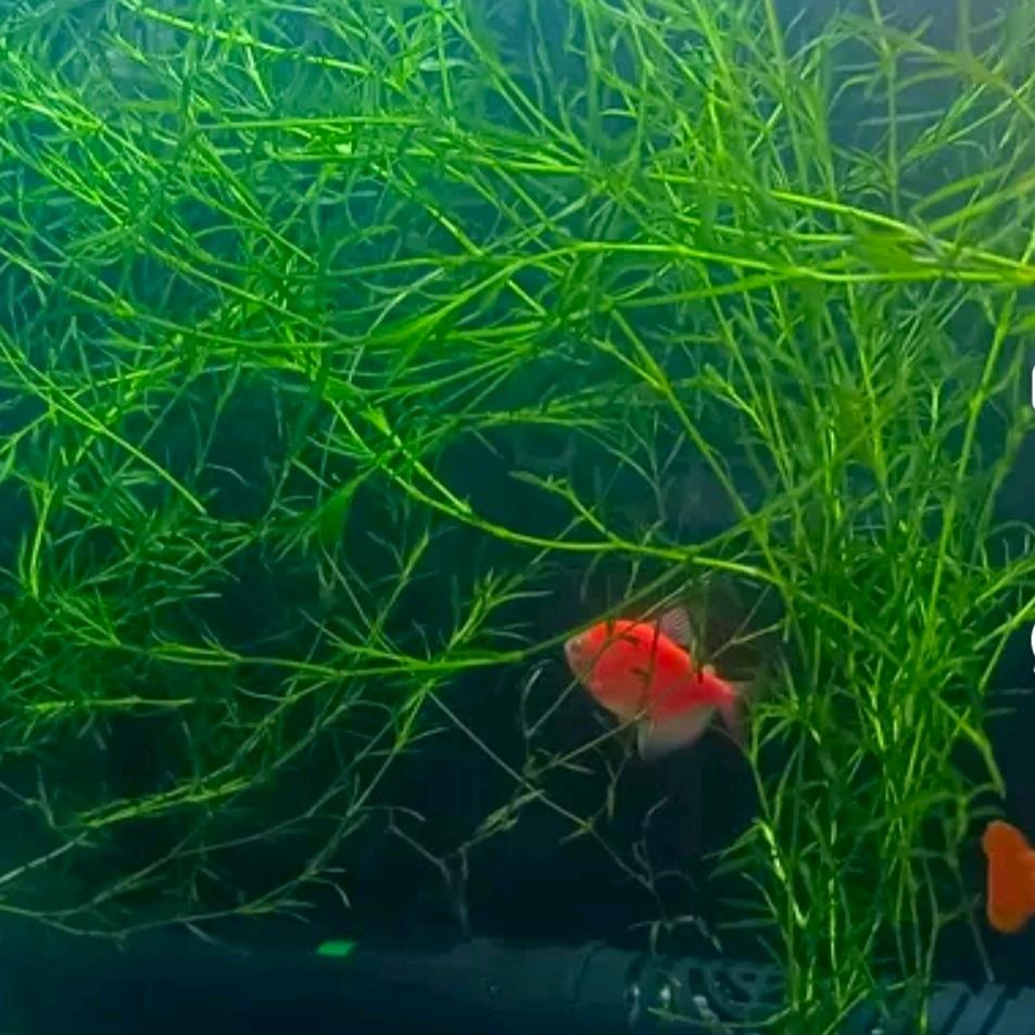 民蓉竹节草养殖