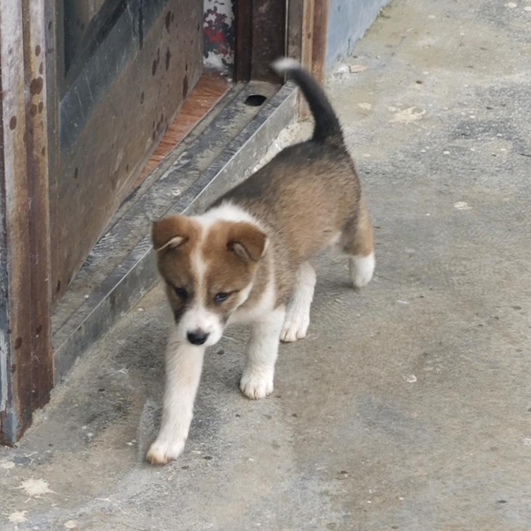 植物盗窃肯德基恶棍套餐