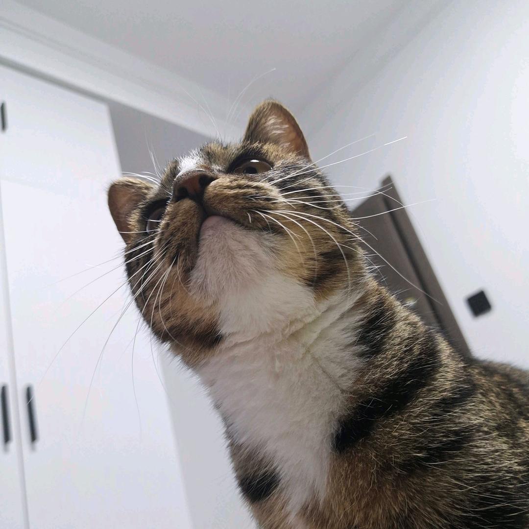 想出去走走🐱