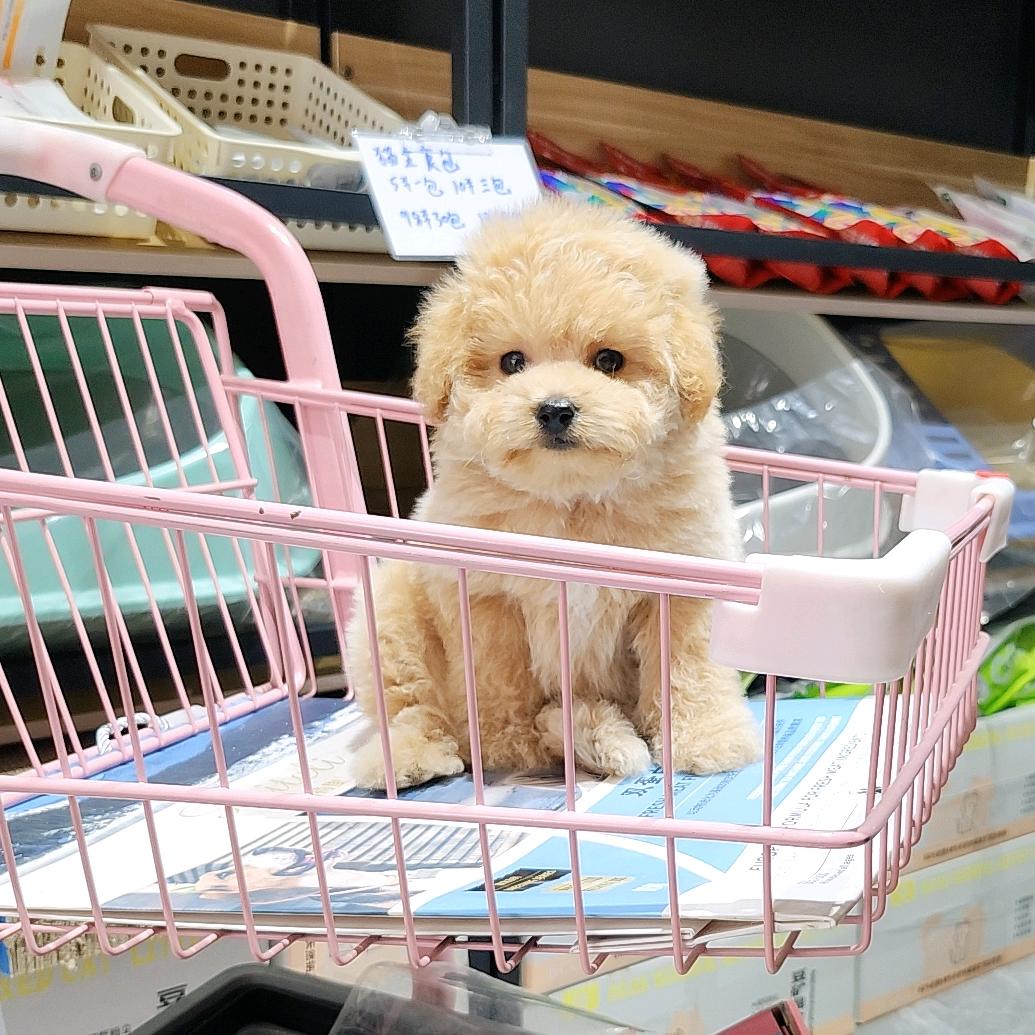 航旭宠物