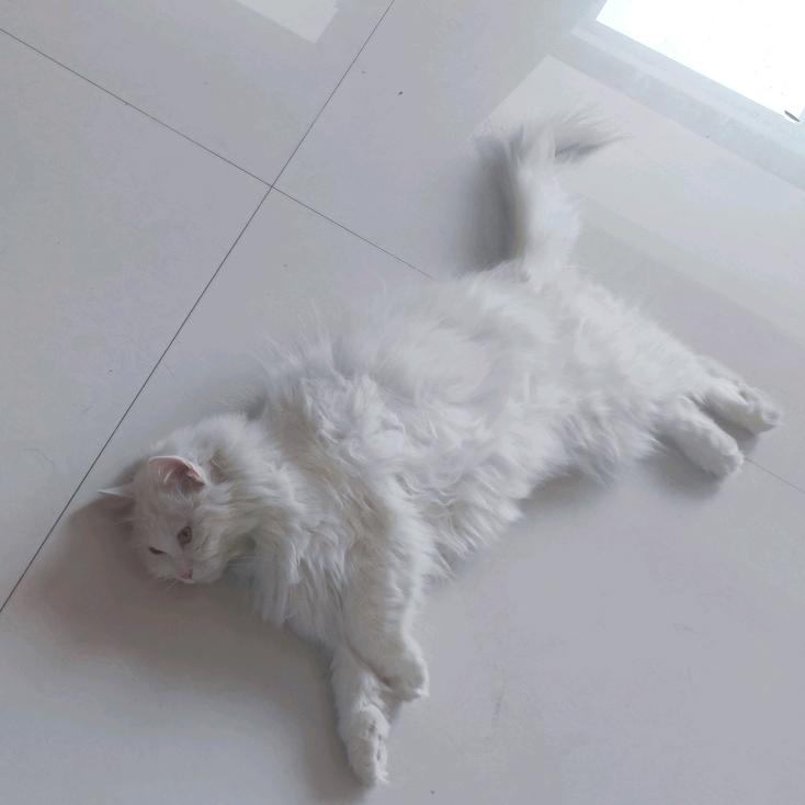 记住你，汤圆，最好撸的小猫