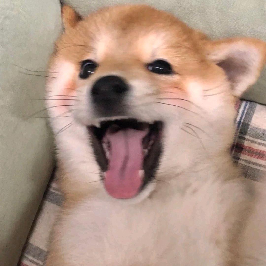 鸭兜（上班摆烂版）