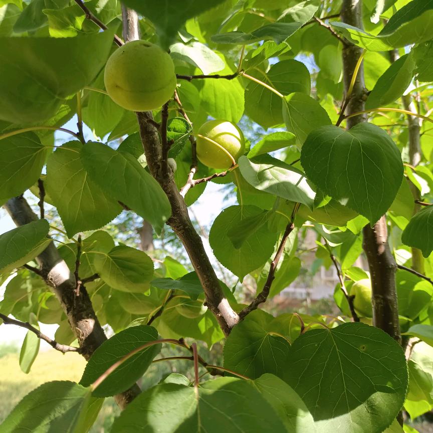 不减十斤，不换图像