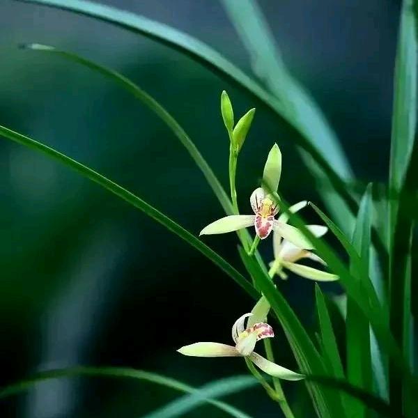 筱兰花草