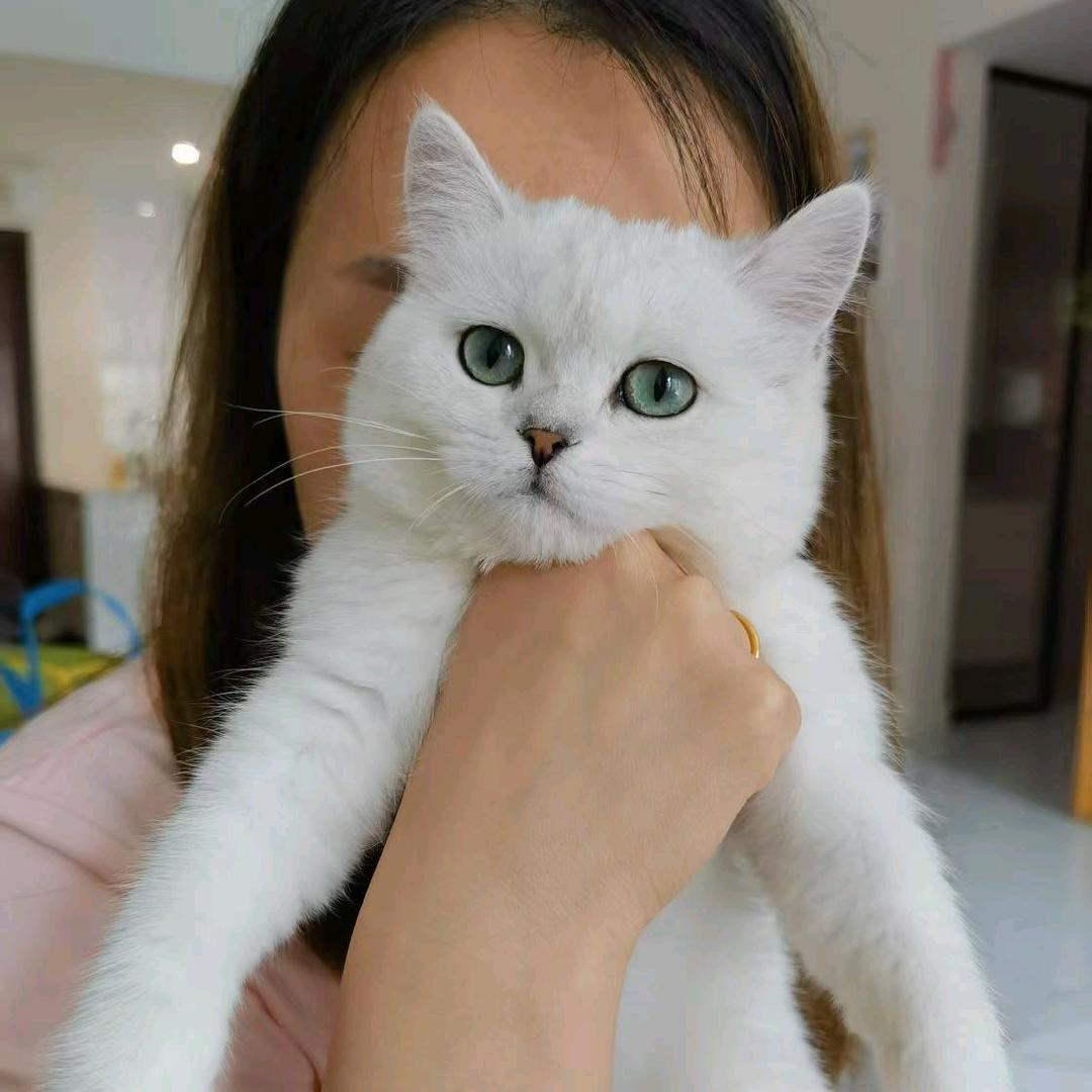 喵星家族