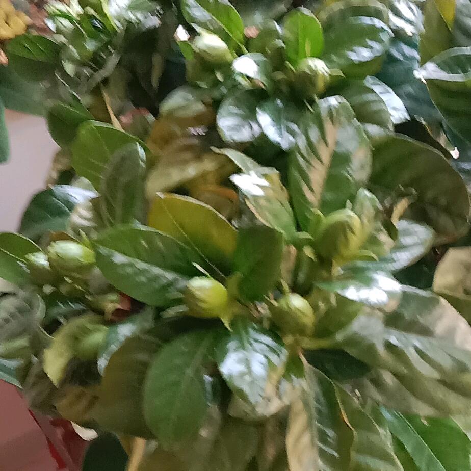 风叶
