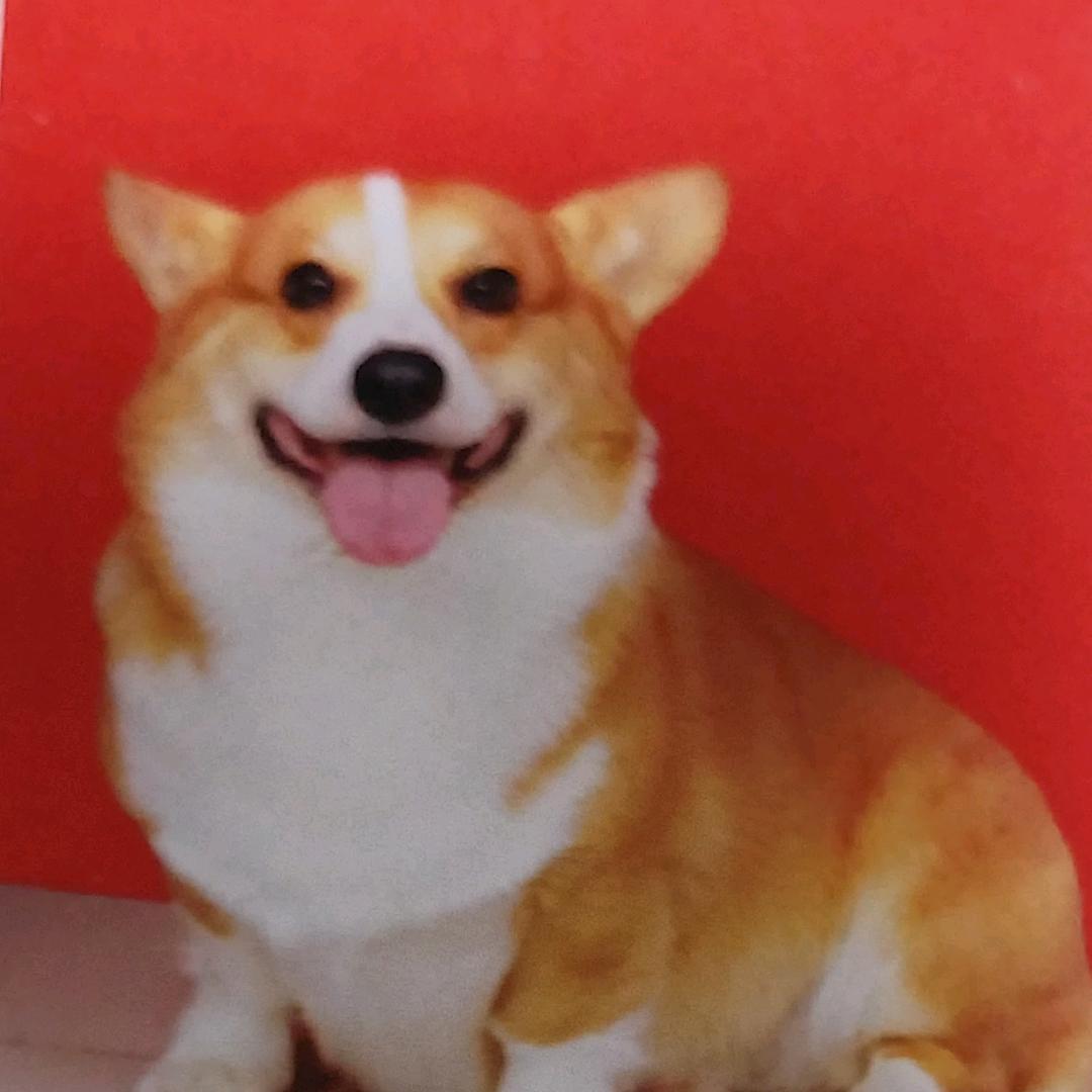 柯基旺仔🐶