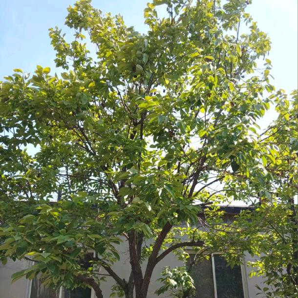 南枳甲申果树苗木专卖店