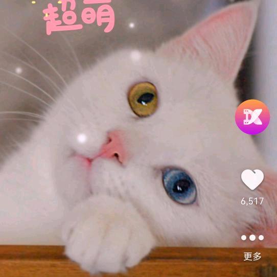 猪油蒙了心