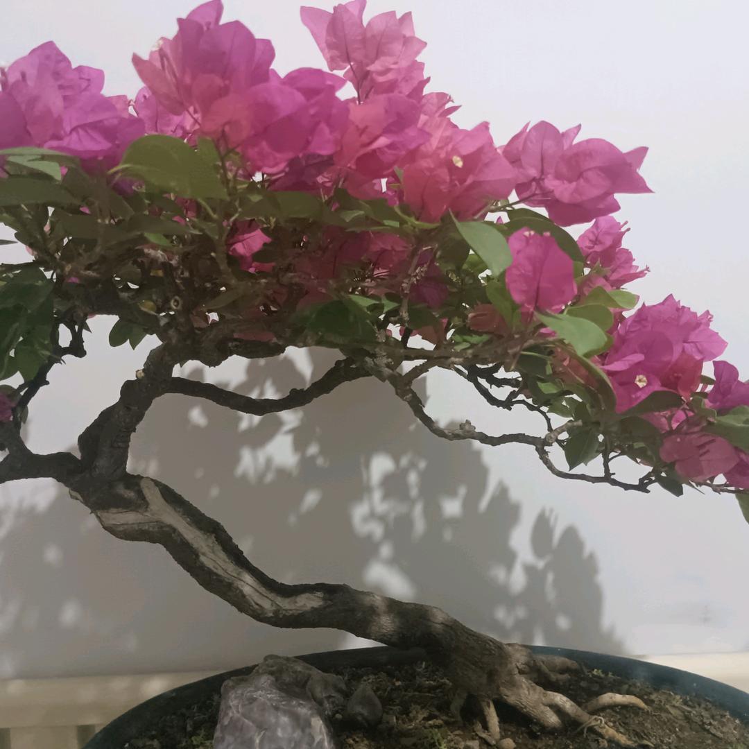 阳光盆景园