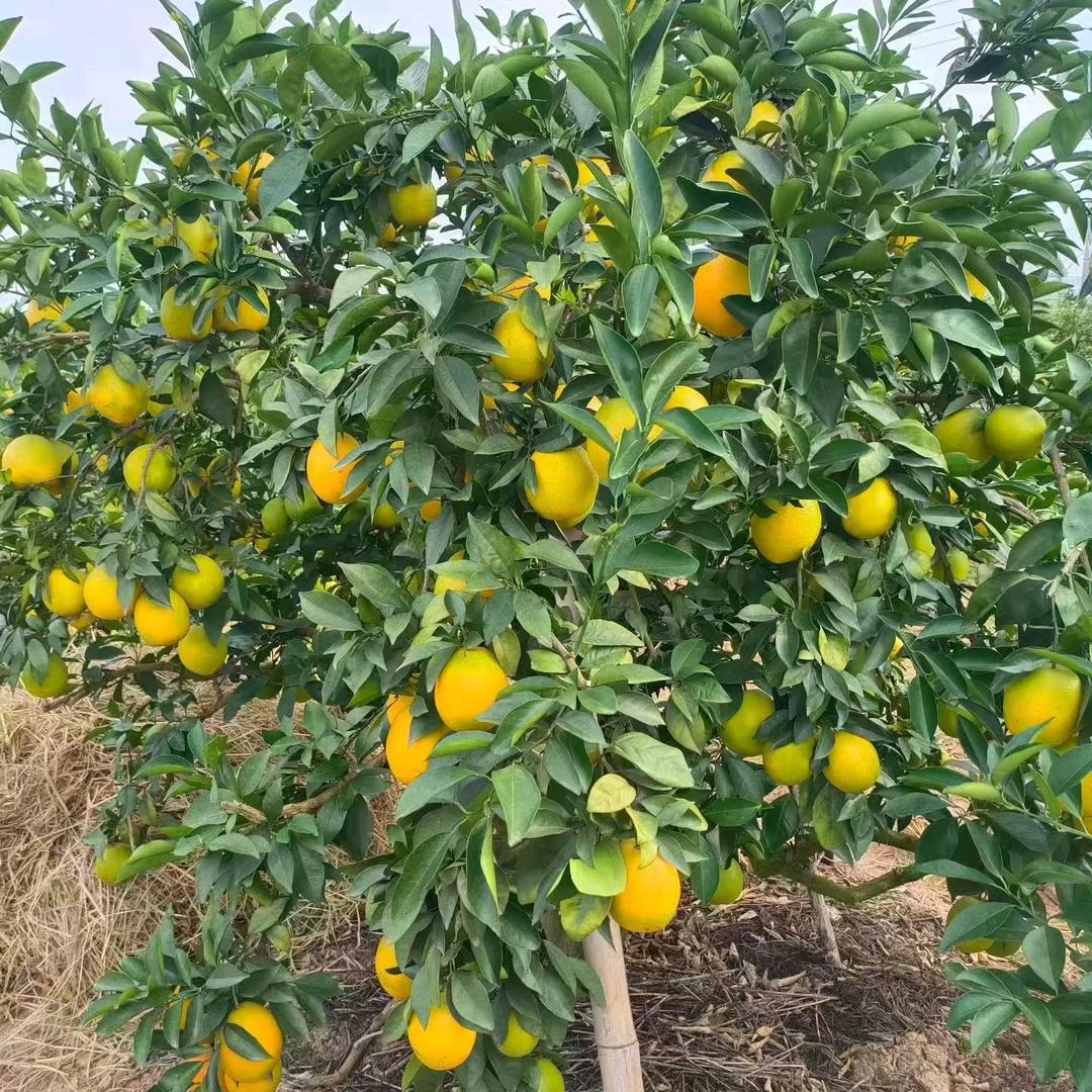 把自己重养一遍